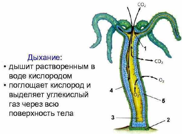 Кракен маркетплейс товары